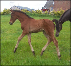 Knabstrupper colt